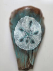 Sand dollar