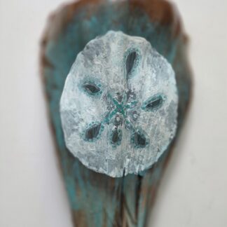Sand dollar